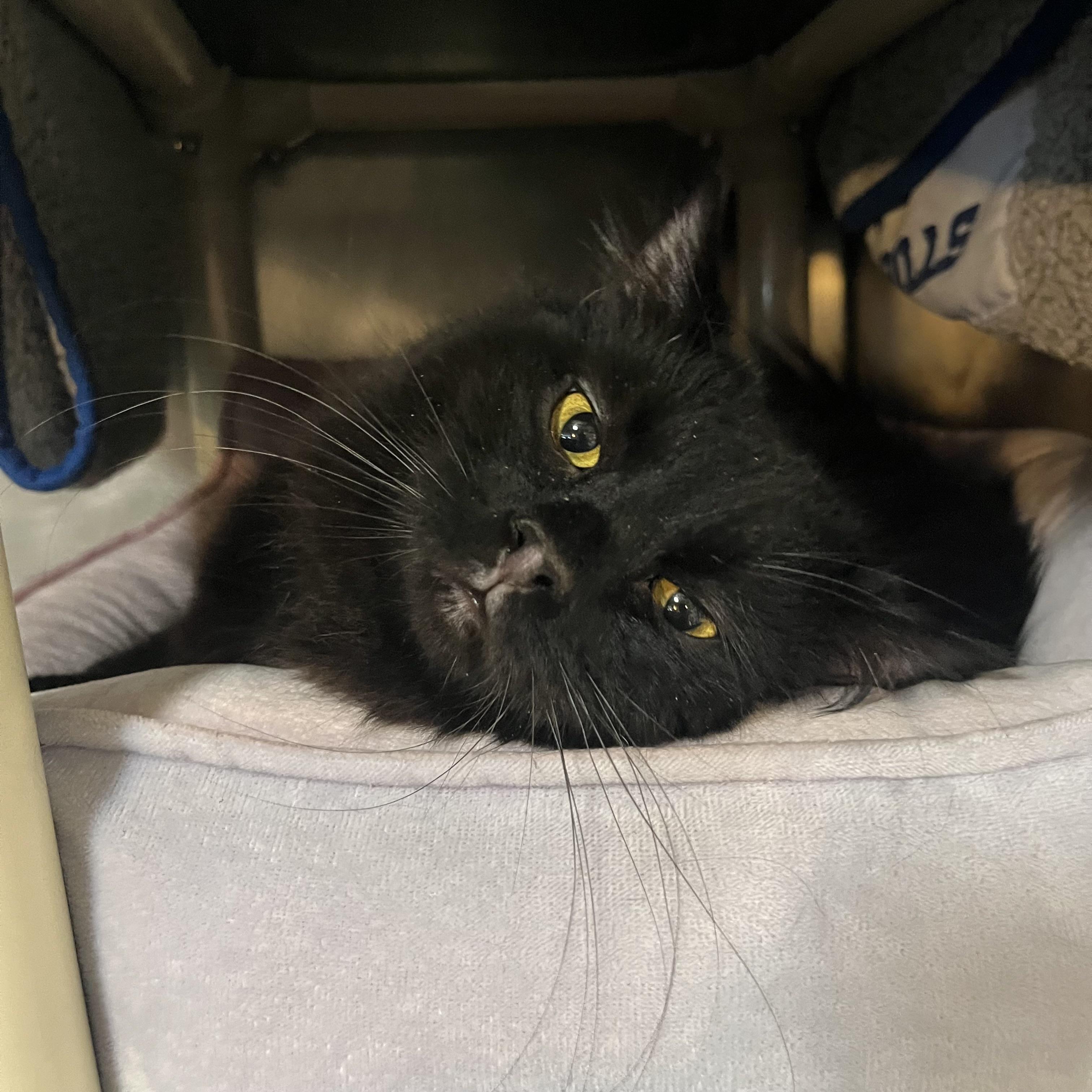 Festivus, ADOPTABLE, Adult Male Domestic Long Hair.