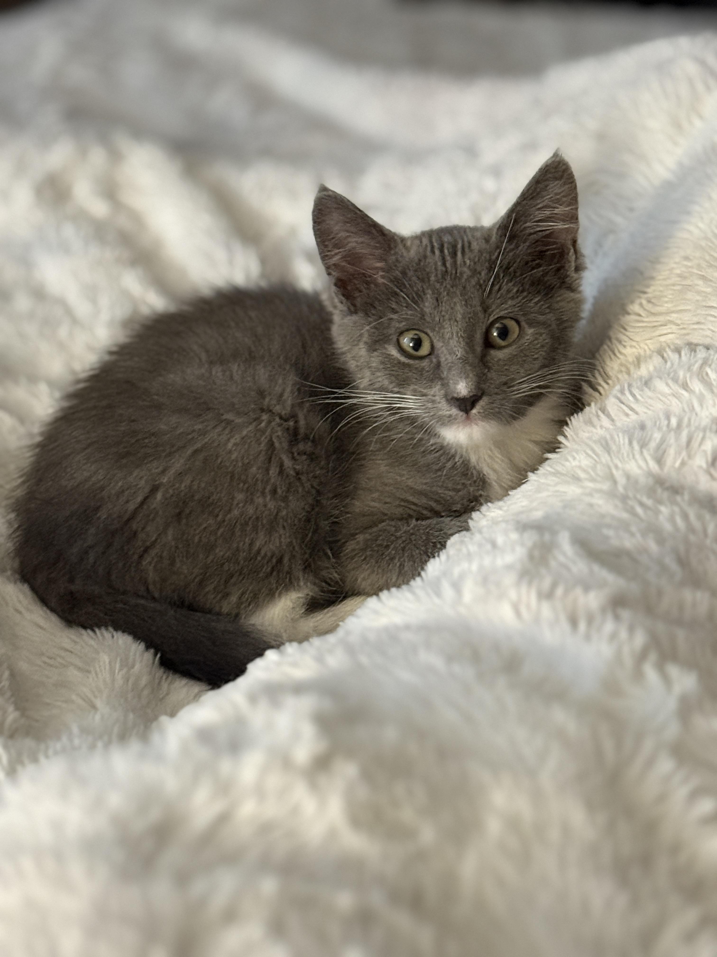 Thomas, Adoptable, Kitten Male Domestic Medium Hair.