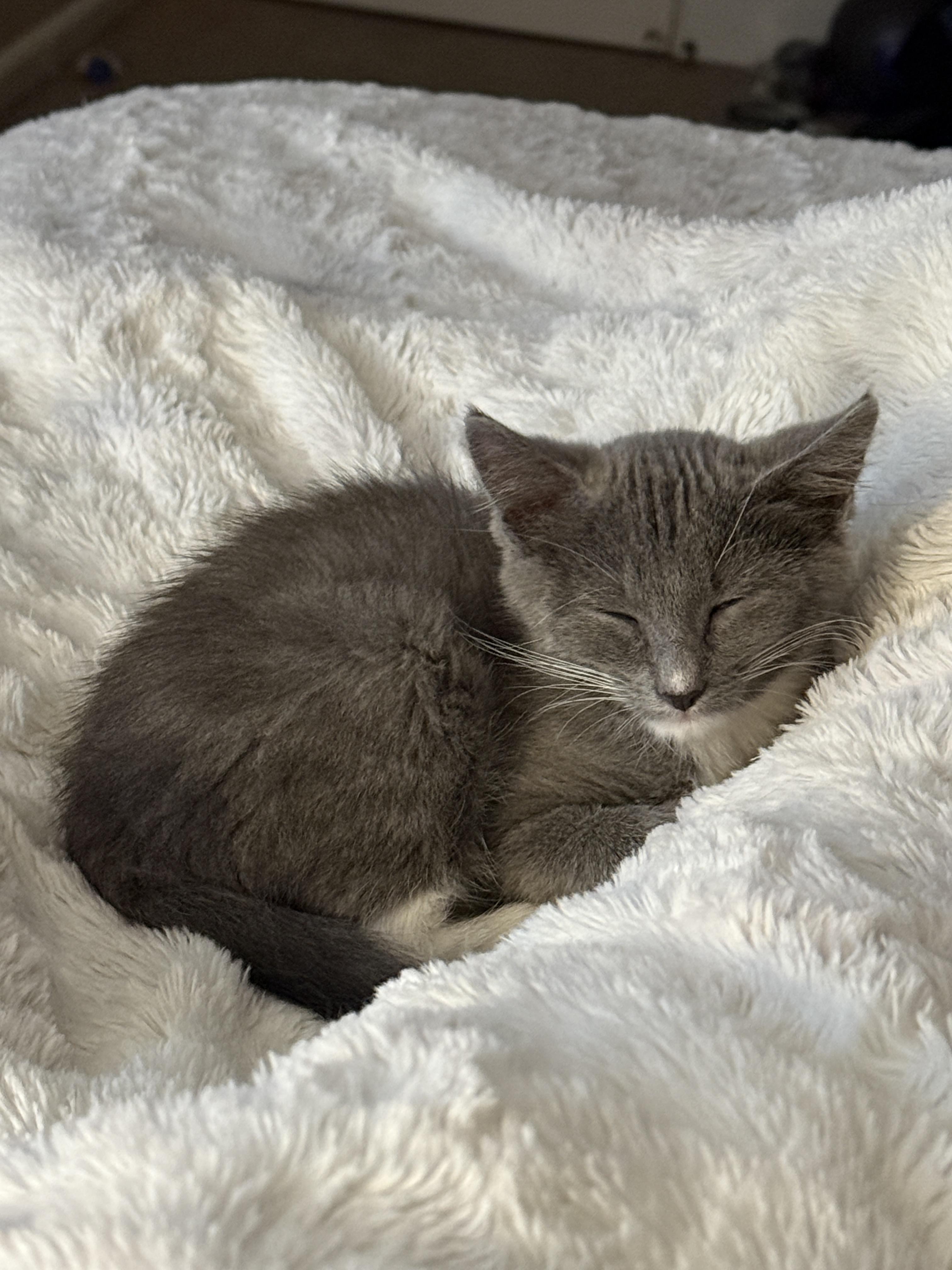 Thomas, a Adoptable Domestic Medium Hair in Tracy, CA image 2/2