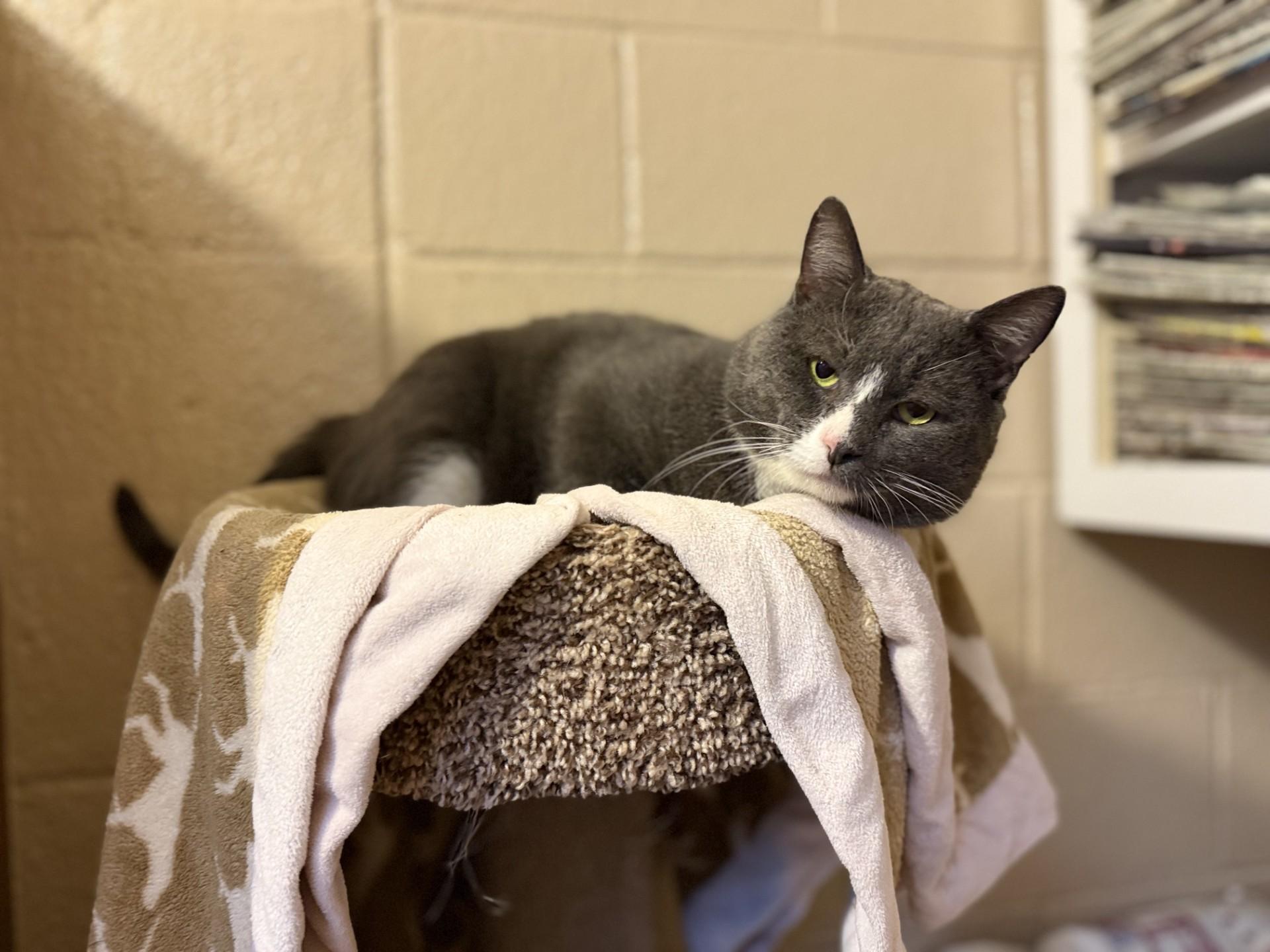 Enlarge Puffy, a Adoptable Domestic Short Hair in Laguna Beach, CA image 1/2