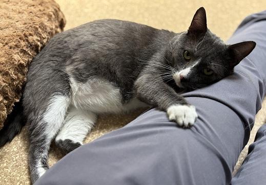 Puffy, a Adoptable Domestic Short Hair in Laguna Beach, CA image 1/2