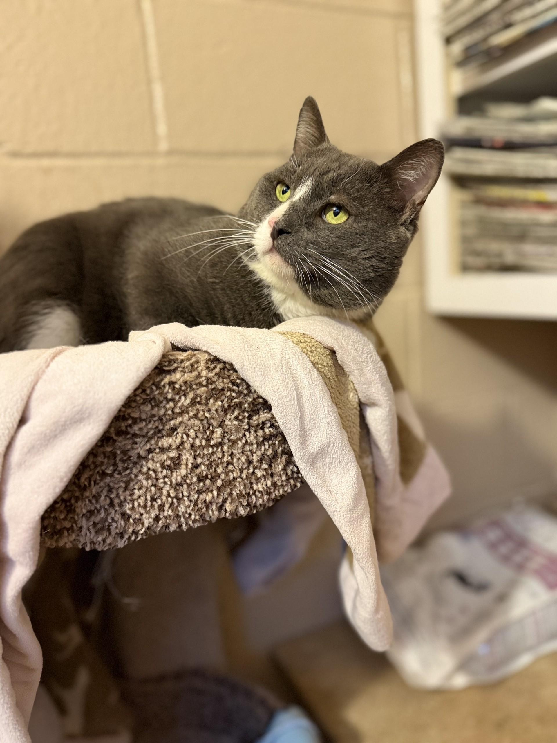 Puffy, Adoptable, Adult Male Domestic Short Hair.