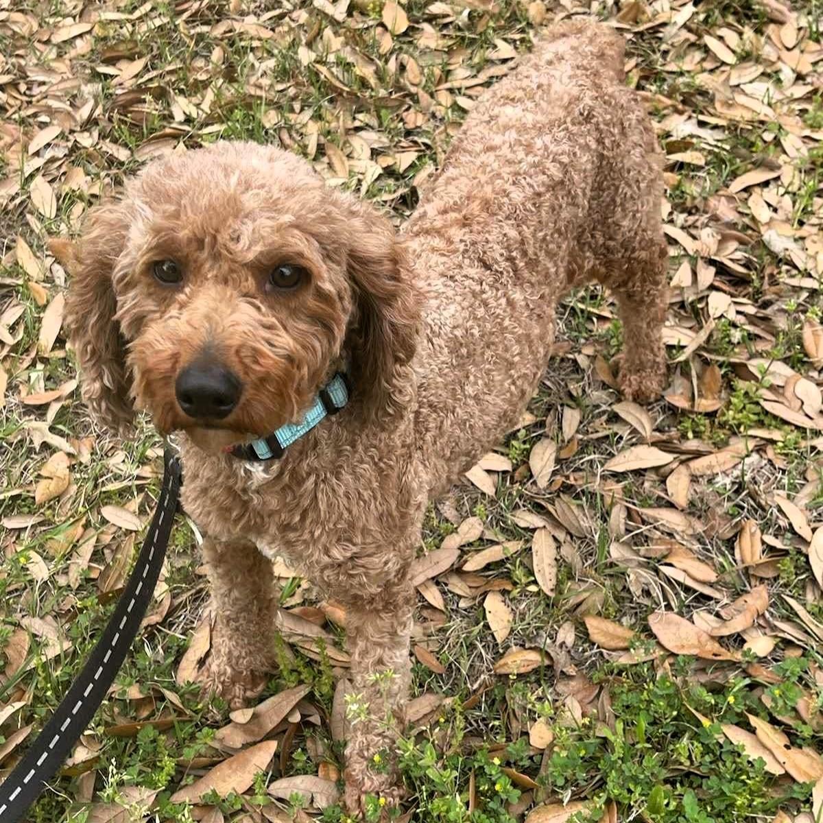 Enlarge Junie (20250426-02), a Adoptable mixed breed in Welland, ON image 4/5