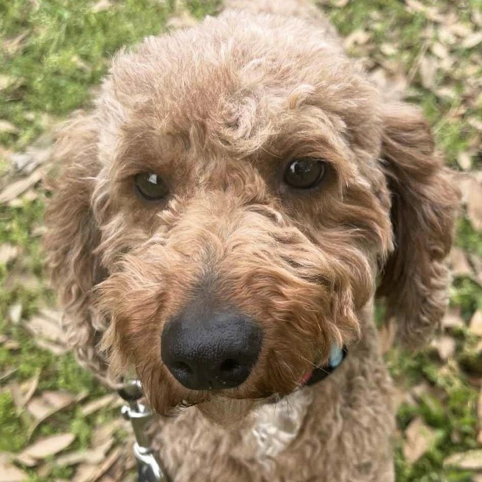 Junie (20250426-02), Adoptable, Young Female Miniature Poodle.