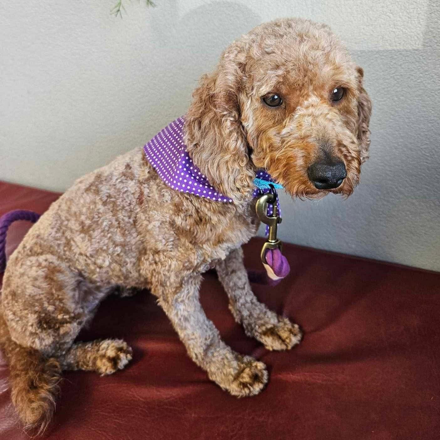 Enlarge Junie (20250426-02), a Adoptable mixed breed in Welland, ON image 3/5