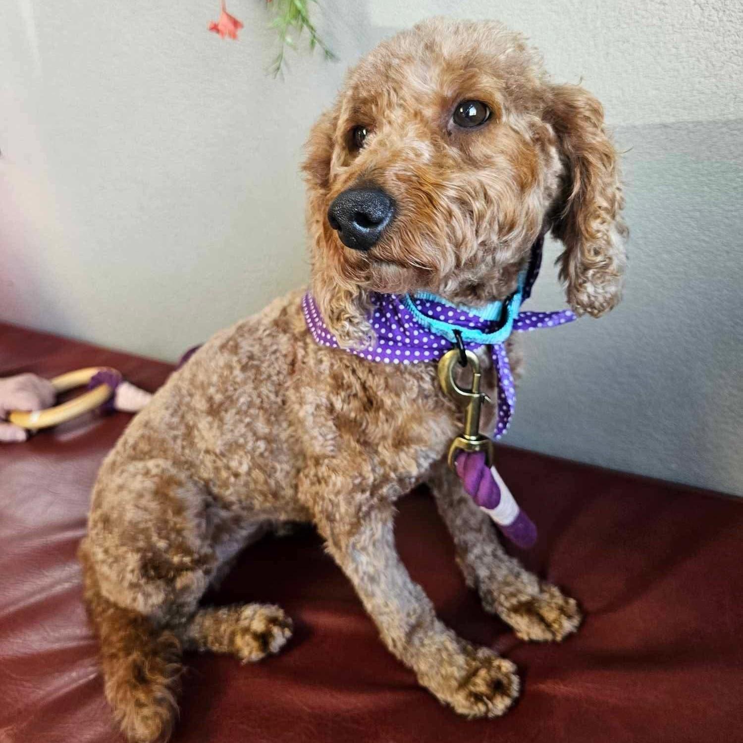 Enlarge Junie (20250426-02), a Adoptable mixed breed in Welland, ON image 5/5