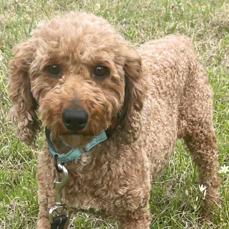 Enlarge Junie (20250426-02), a Adoptable mixed breed in Welland, ON image 2/5