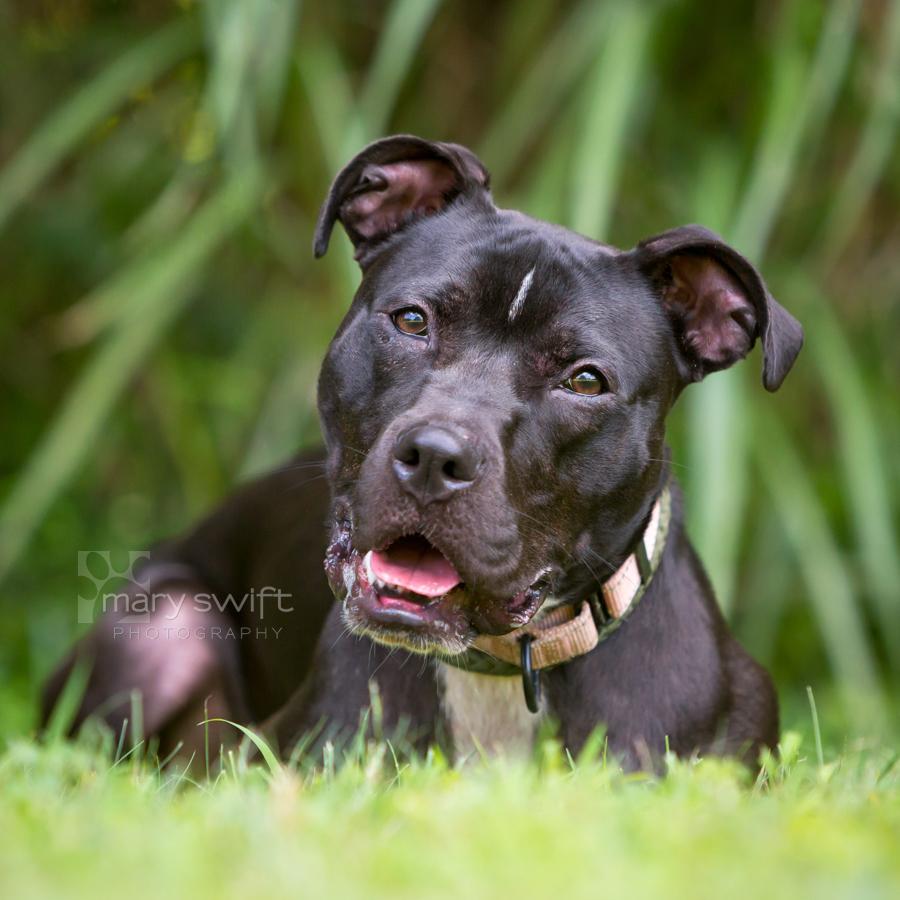 Ellie, Adoptable, Young Female Mixed Breed.