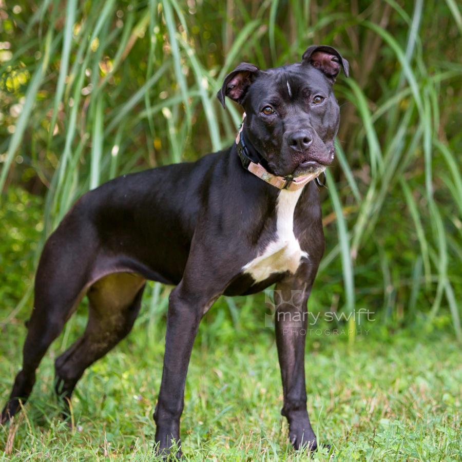 Enlarge Ellie, a Adoptable Mixed Breed in Reisterstown, MD image 4/4
