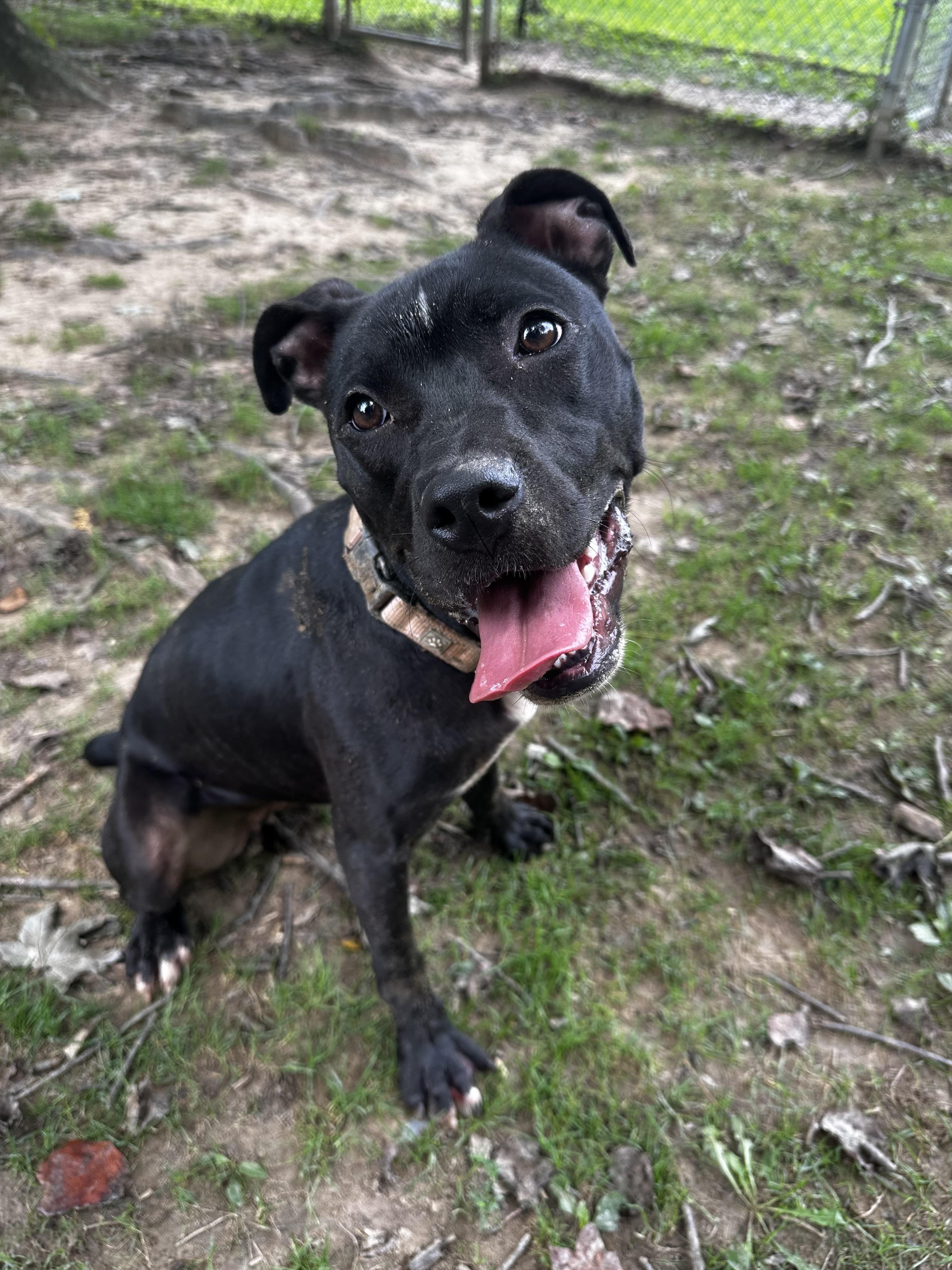 Enlarge Ellie, a Adoptable Mixed Breed in Reisterstown, MD image 3/4
