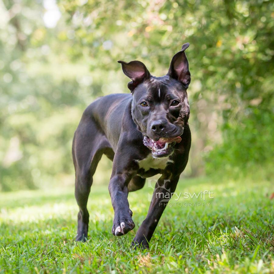 Enlarge Ellie, a Adoptable Mixed Breed in Reisterstown, MD image 2/4