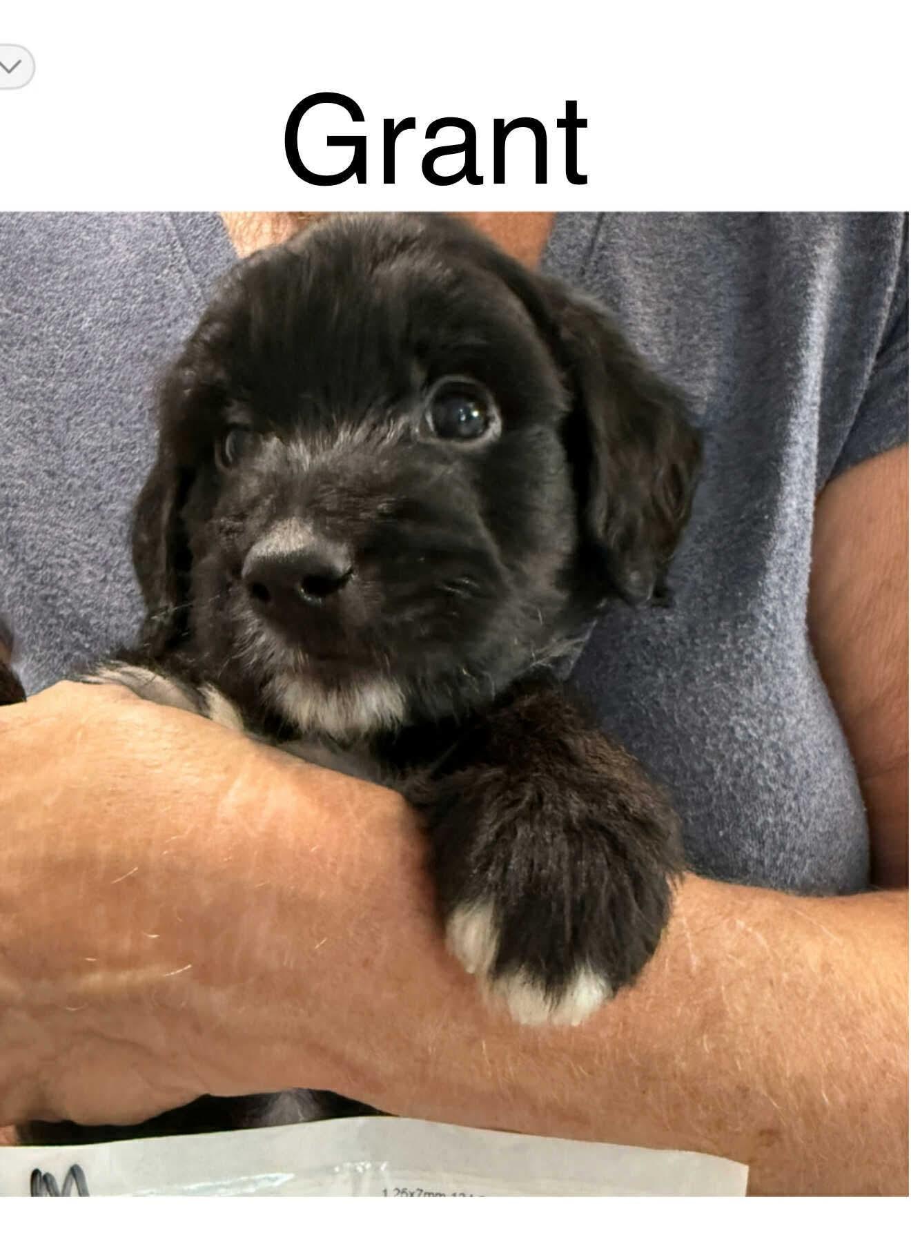 Aussiedoodles!!! We Have