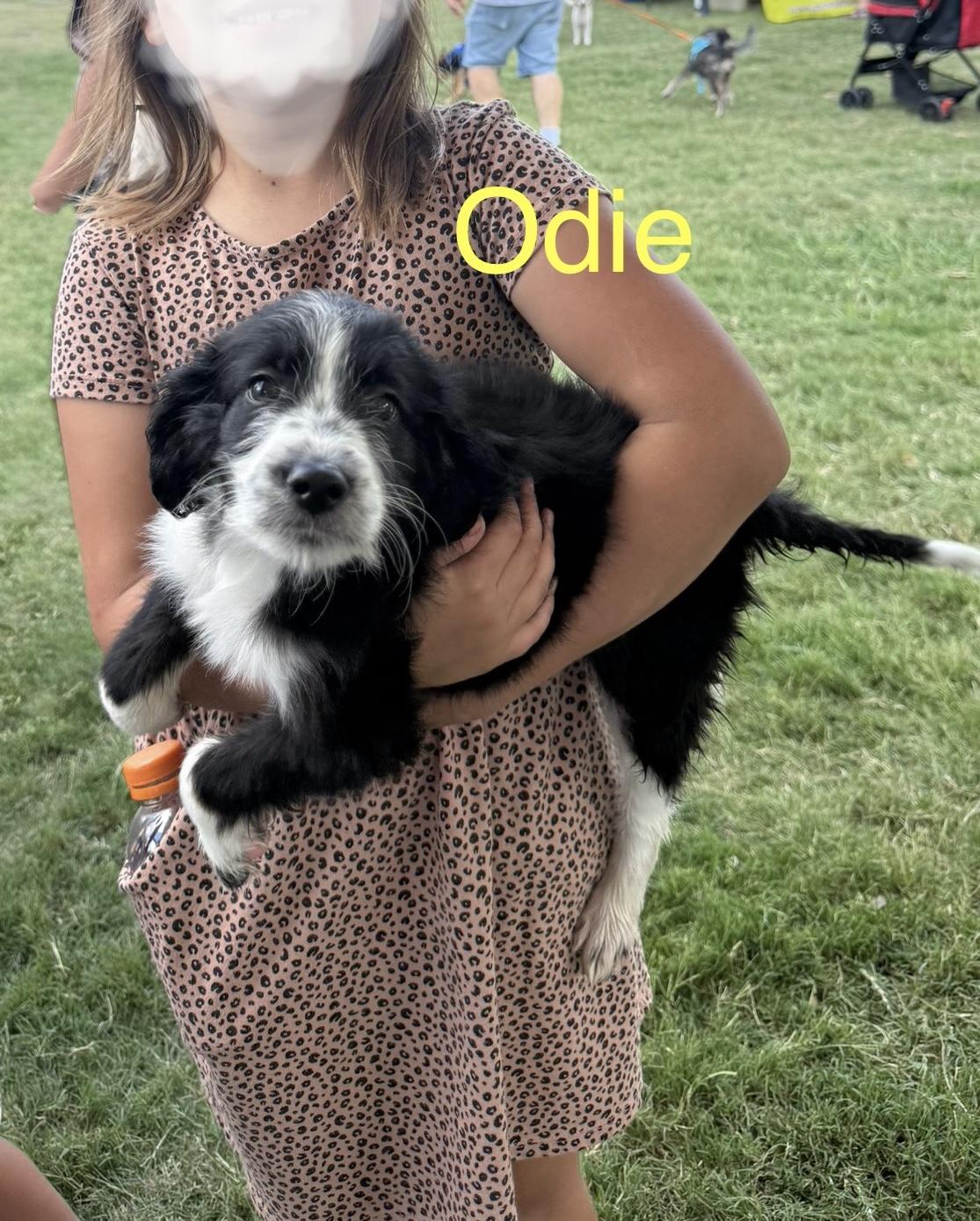 Aussiedoodles!!! We have 3 boys, an adoptable Aussiedoodle in Lockhart, TX, 78644 | Photo Image 3