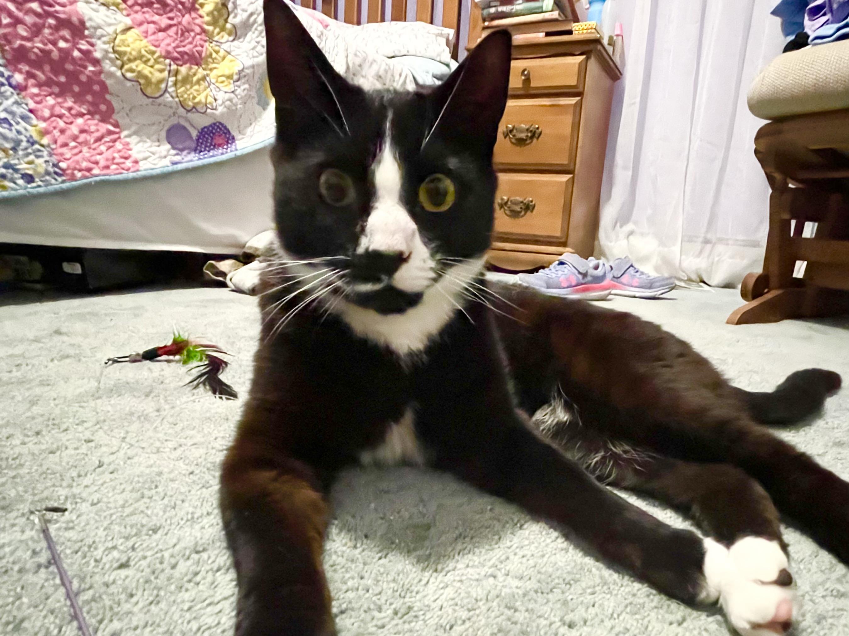 SERVATUS ~ “SEVVY”, a Adoptable Domestic Short Hair in Spotswood, NJ image 4/5