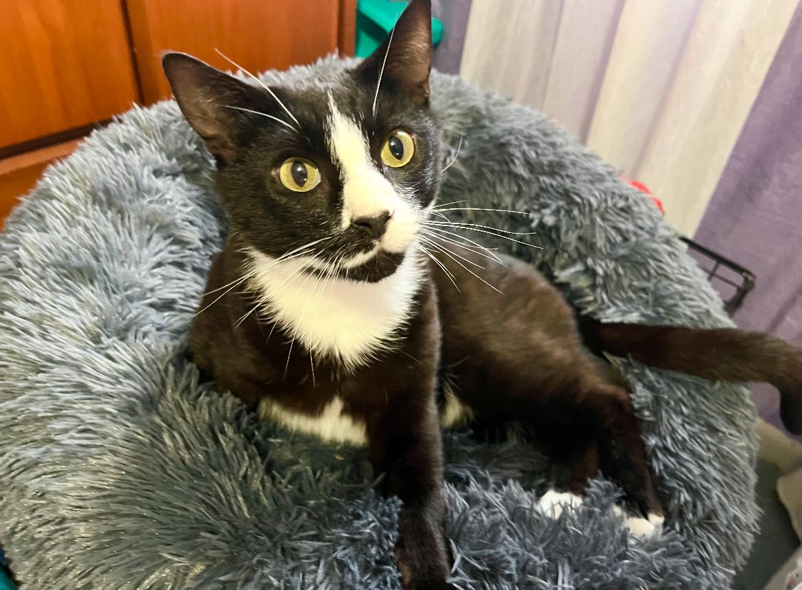 SERVATUS ~ “SEVVY”, a Adoptable Domestic Short Hair in Spotswood, NJ image 1/5