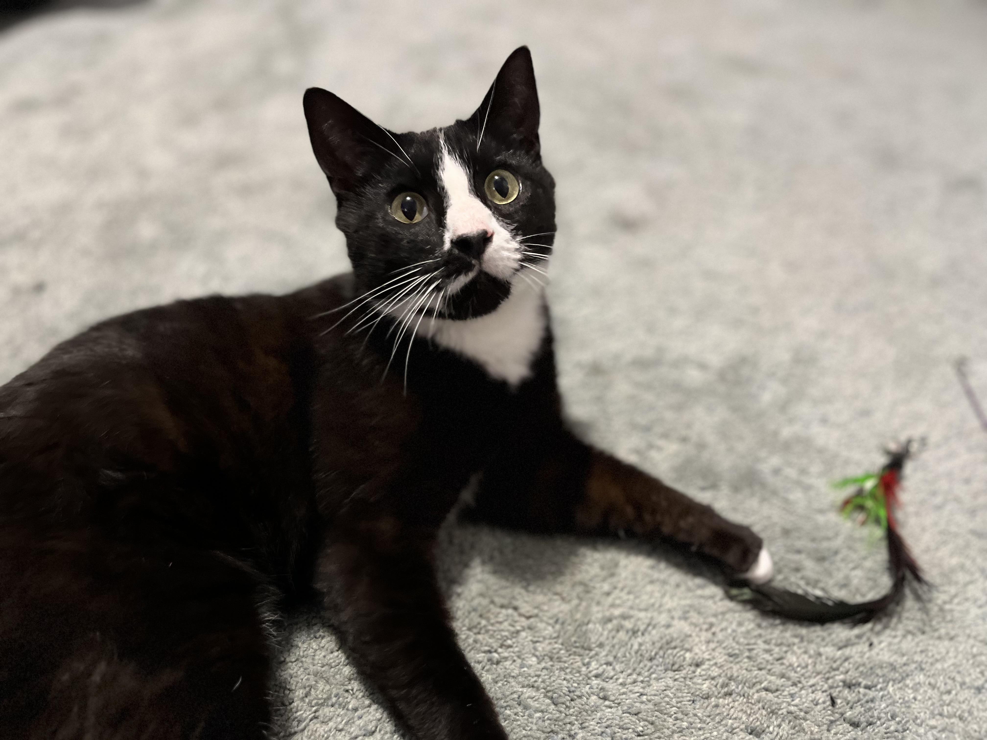 SERVATUS ~ “SEVVY”, a Adoptable Domestic Short Hair in Spotswood, NJ image 5/5