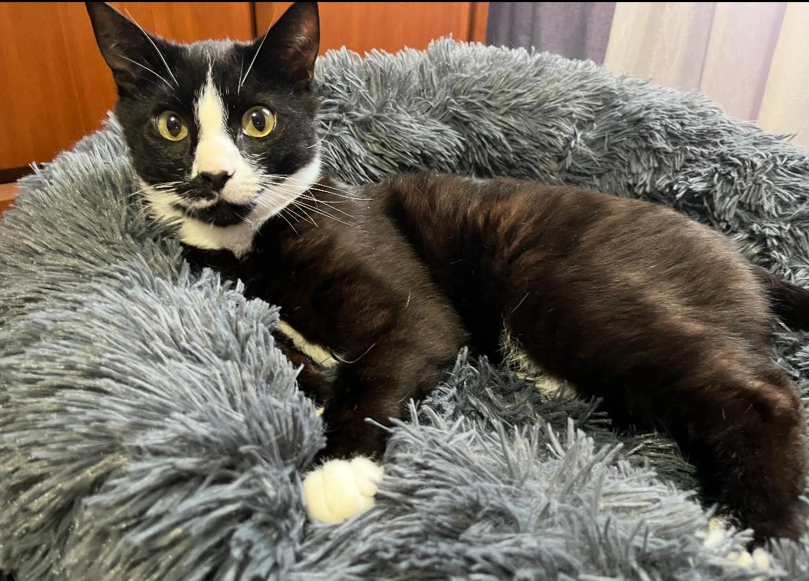 SERVATUS ~ “SEVVY”, a Adoptable Domestic Short Hair in Spotswood, NJ image 2/5