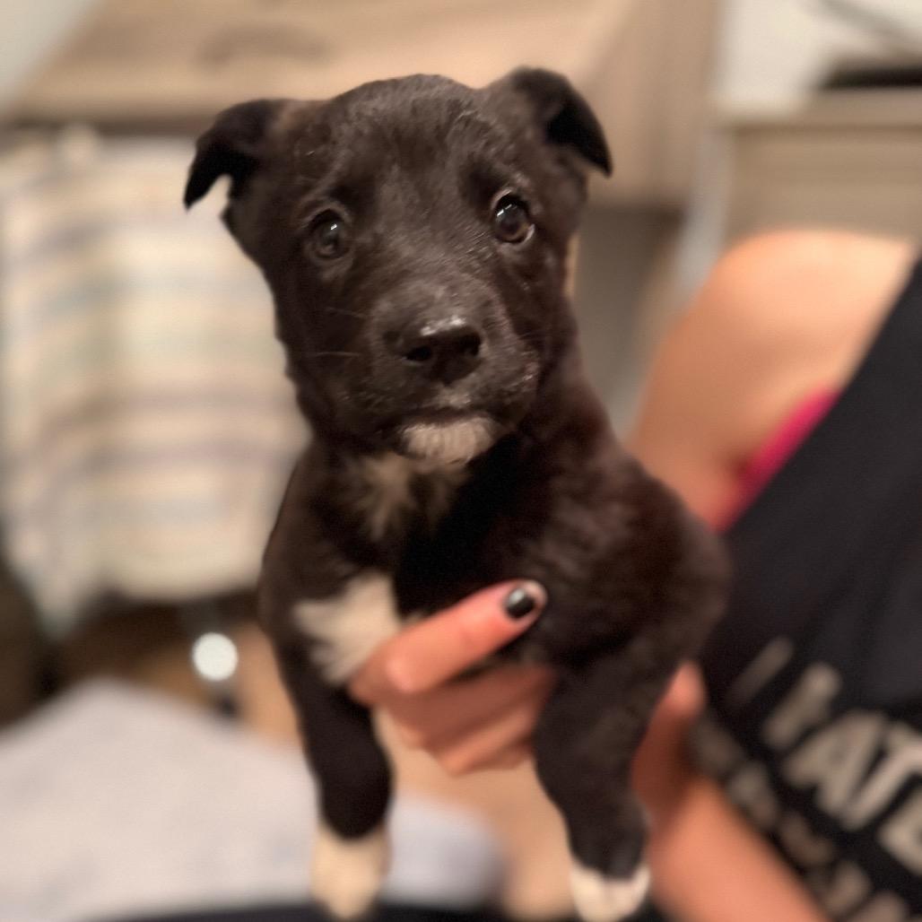 Enlarge Lexi, a Adoptable mixed breed in Studio City, CA image 1/4