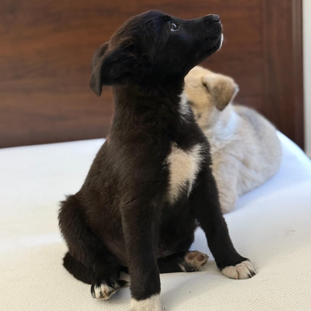 Enlarge Lexi, a Adoptable mixed breed in Studio City, CA image 3/4
