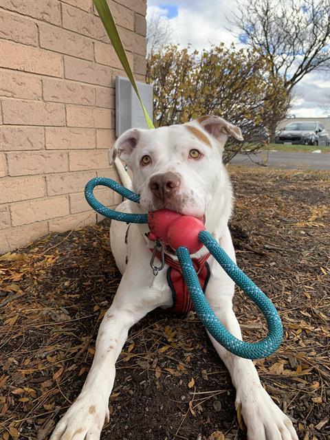 GATA, Adoptable, Young Male American Bulldog & American Bulldog.
