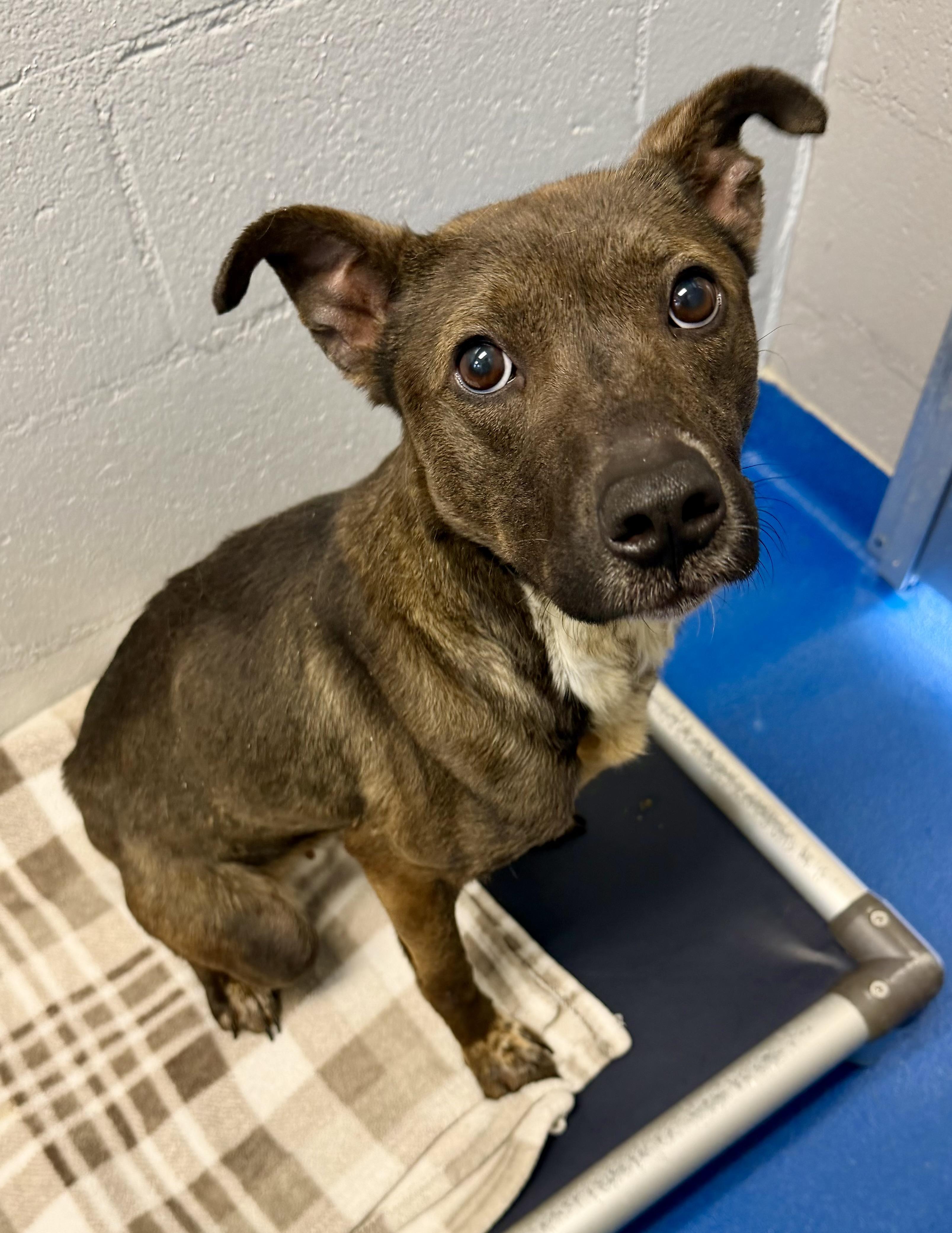 Cookie, ADOPTABLE, Young Female Retriever.