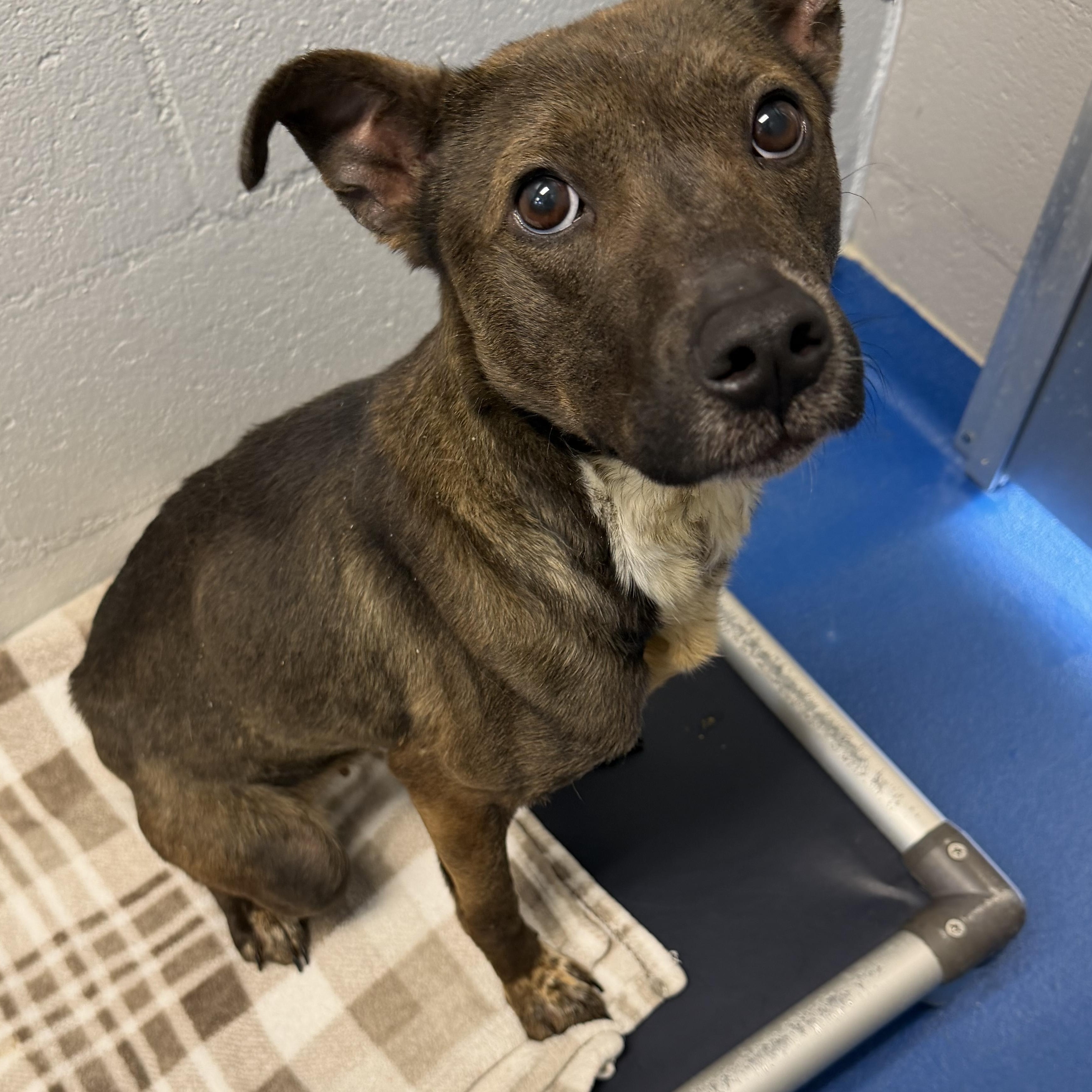 Enlarge Cookie, a ADOPTABLE mixed breed in Lancaster, SC image 2/2