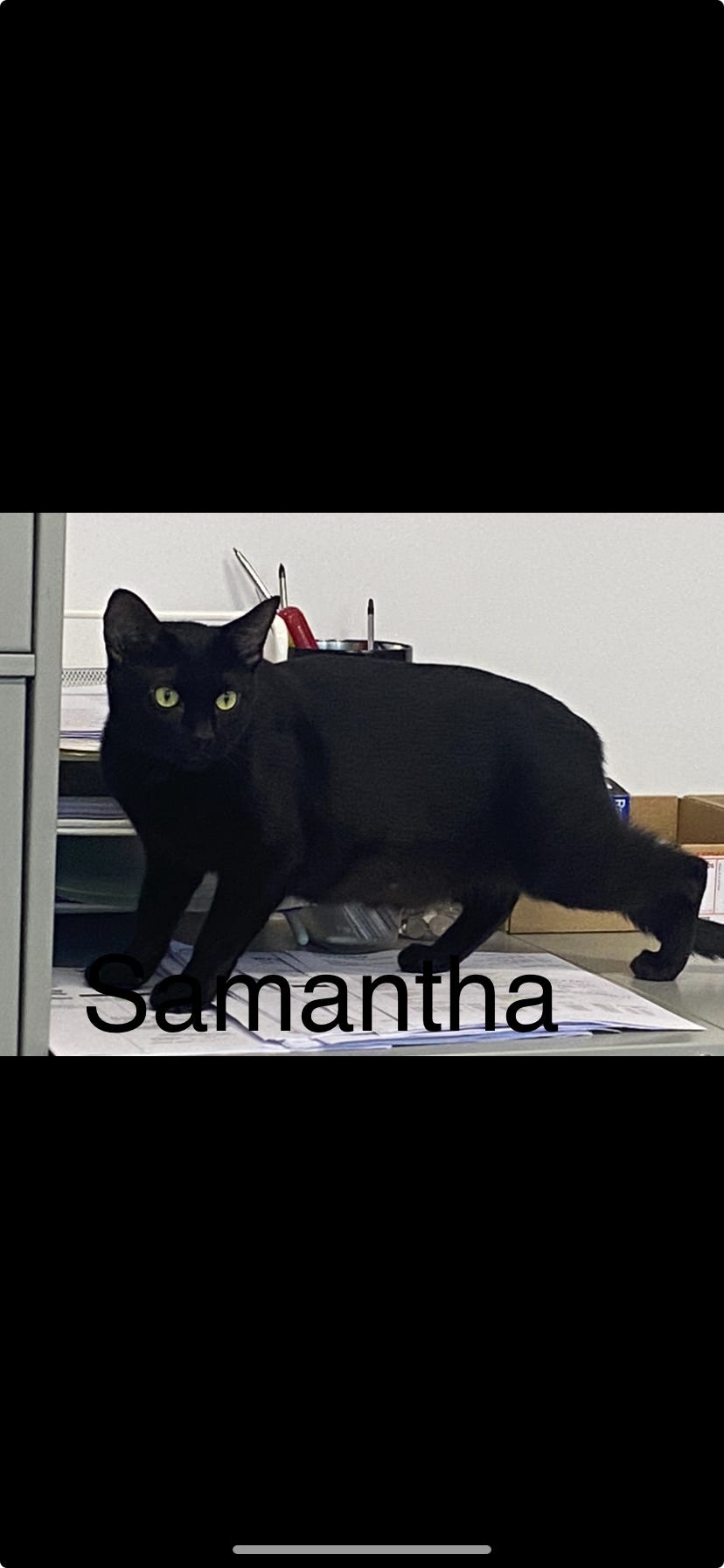 Samantha, a Adoptable Domestic Short Hair in Pointe-Claire, QC image 2/5