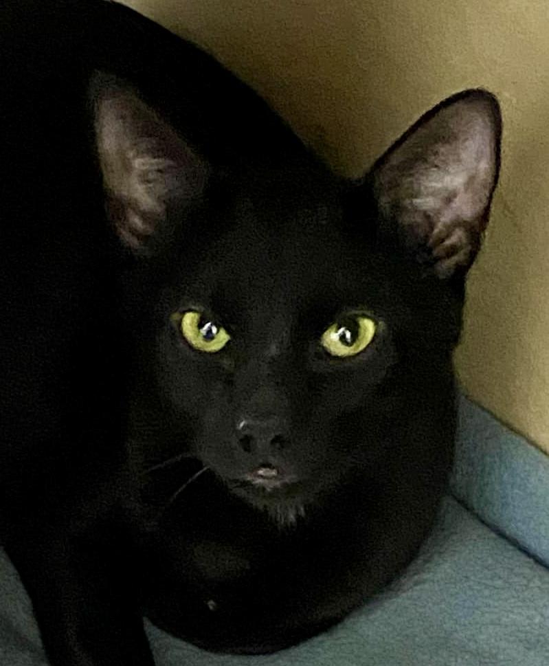 Samantha, a Adoptable Domestic Short Hair in Pointe-Claire, QC image 1/5