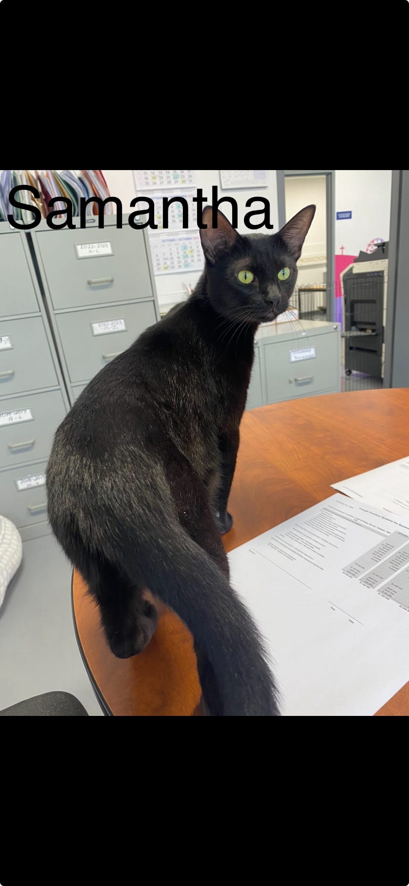 Samantha, a Adoptable Domestic Short Hair in Pointe-Claire, QC image 3/5