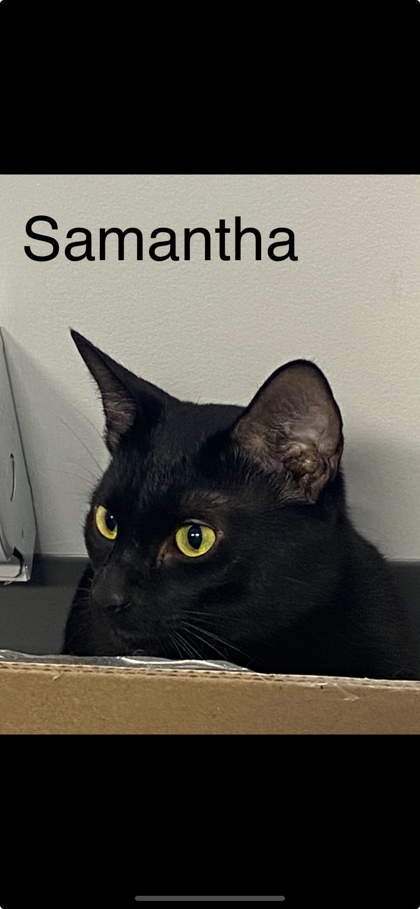 Samantha, adoptable, Young Female Domestic Short Hair.