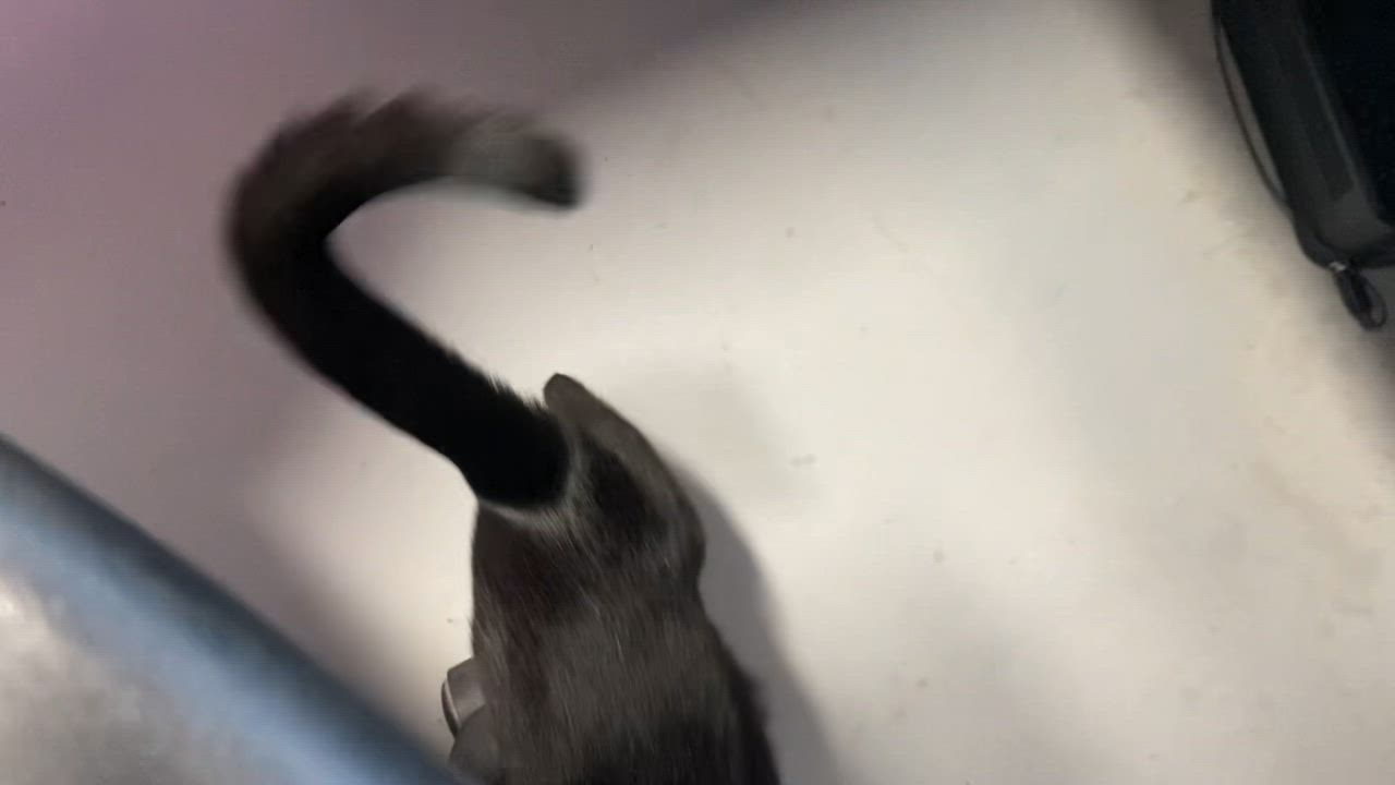 Enlarge Samantha, a Adoptable Domestic Short Hair in Pointe-Claire, QC video 5/5