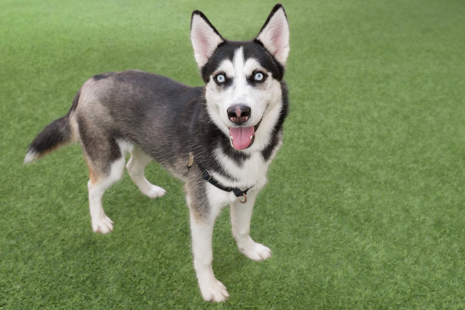 Annie, Adoptable, Young Female Husky.