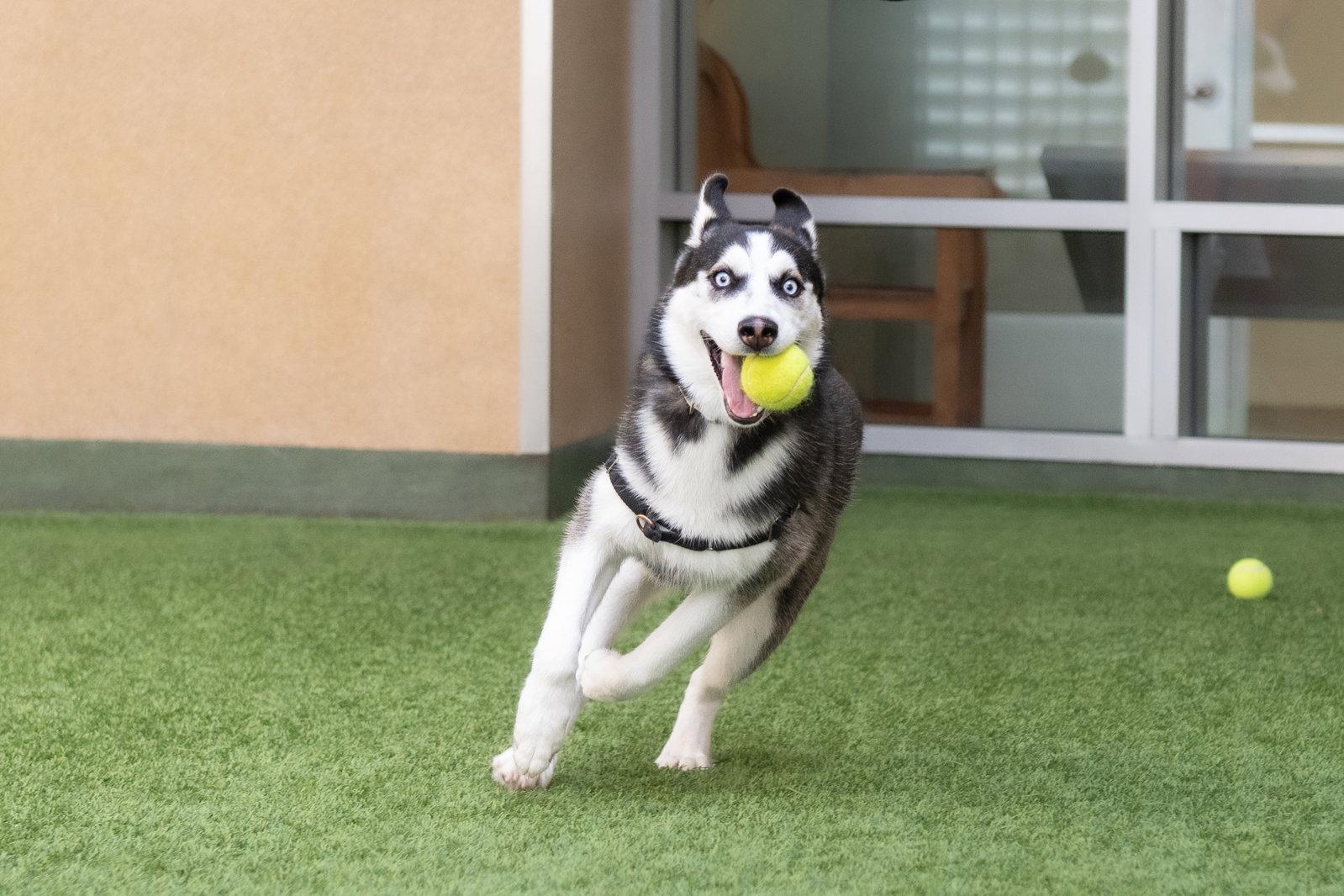 Enlarge Annie, a Adoptable Husky in Burlingame, CA image 2/3