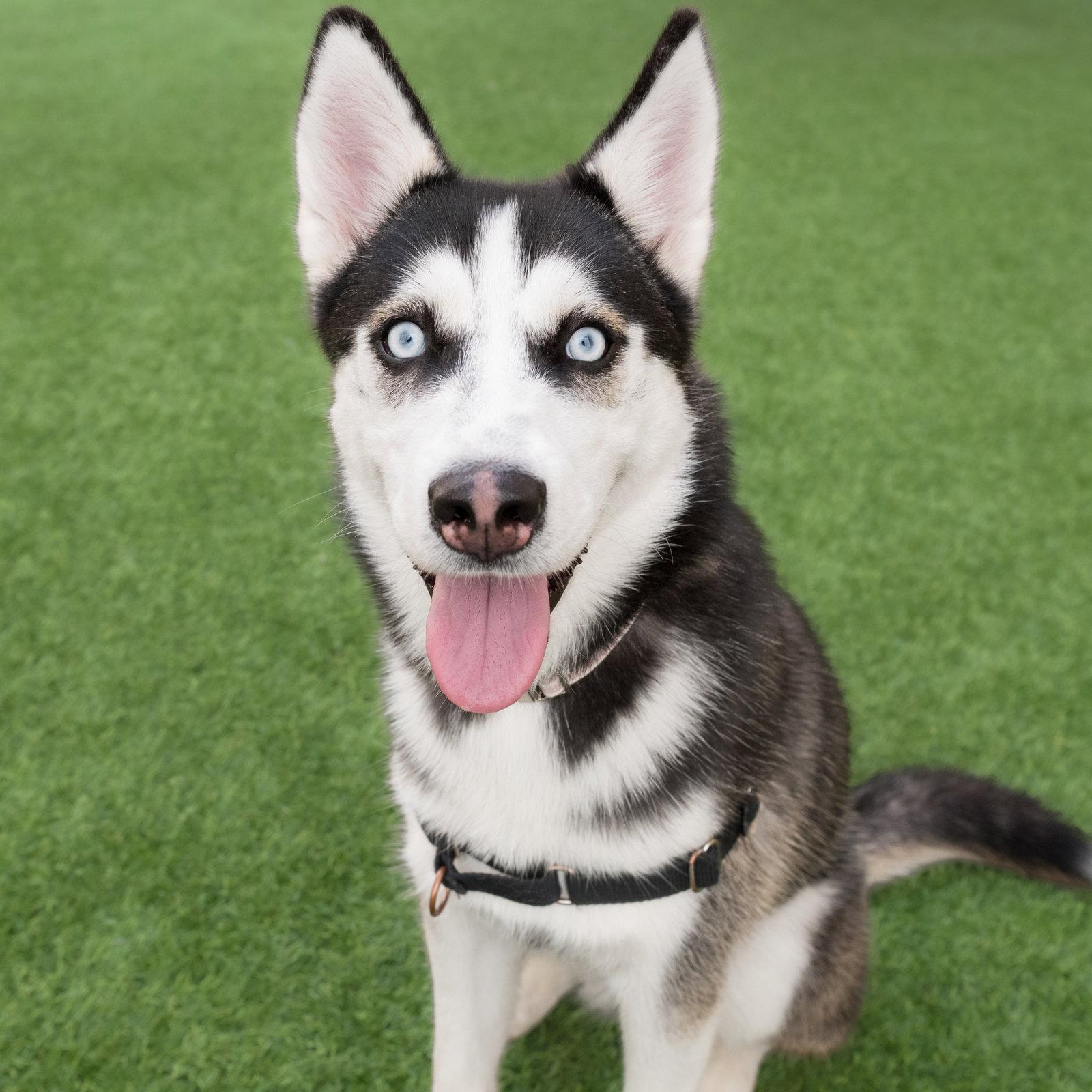 Enlarge Annie, a Adoptable Husky in Burlingame, CA image 3/3
