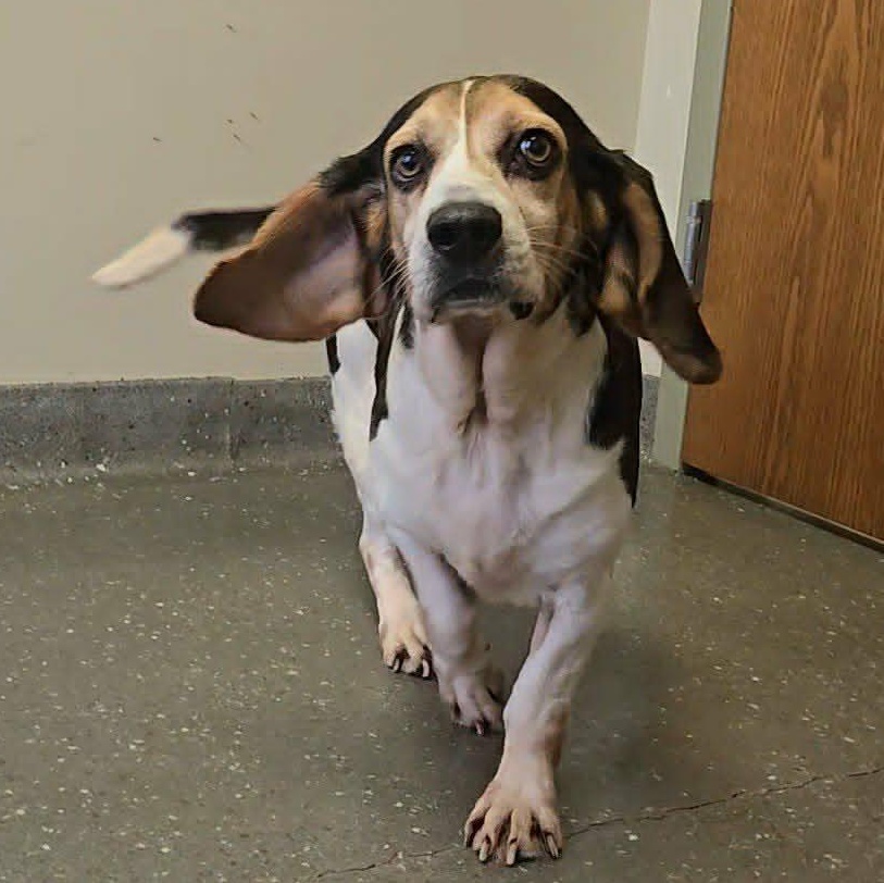 Snow White, adopted, Senior Female Basset Hound & Beagle.