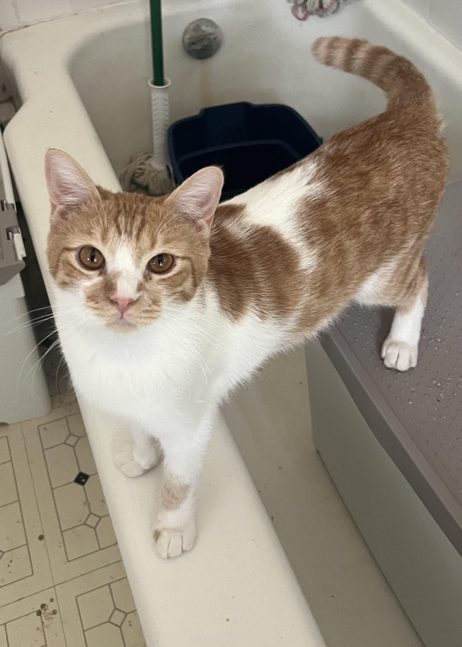 Boo, a Adoptable Domestic Short Hair in Federalsburg, MD image 2/3