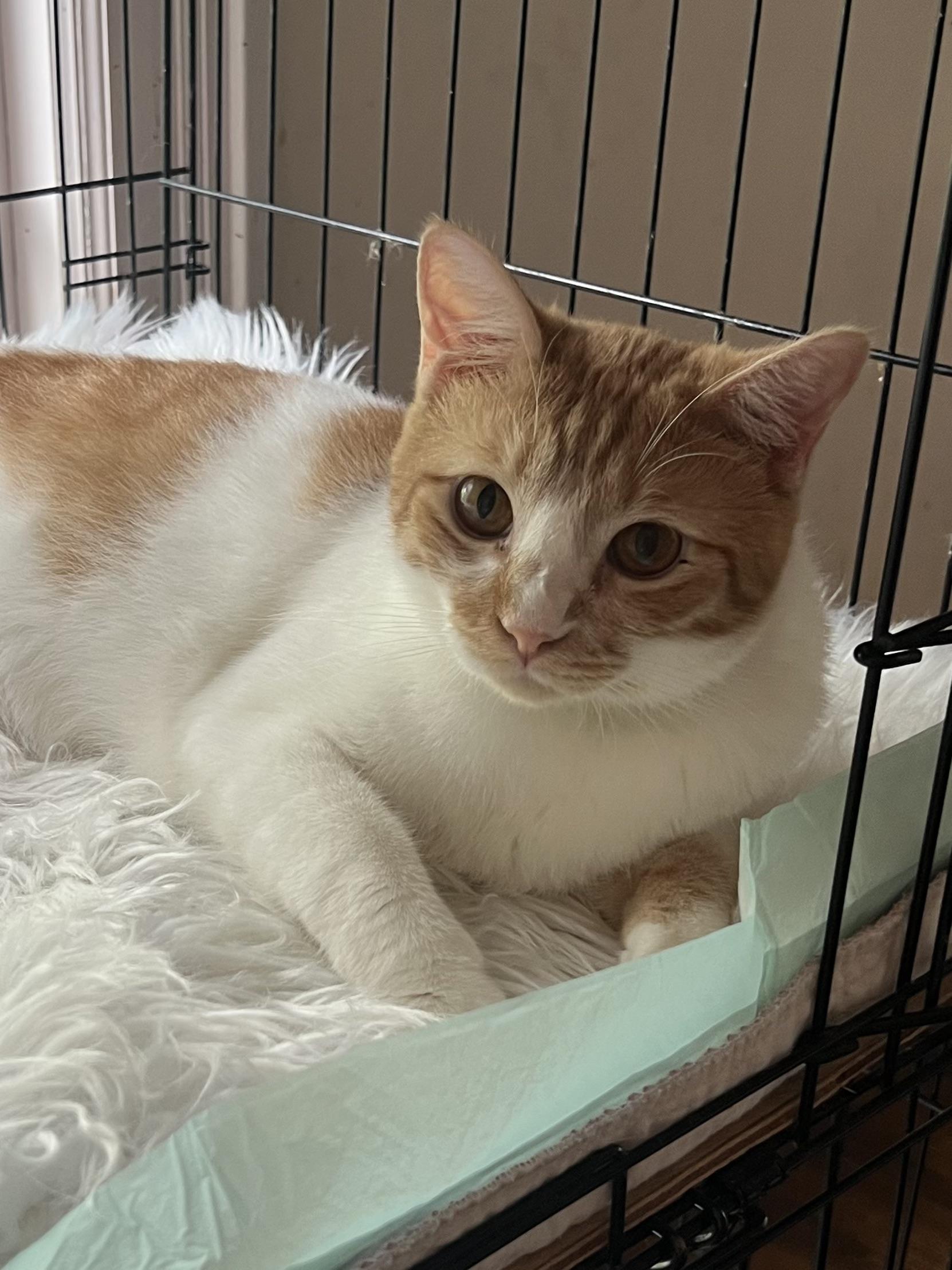 Boo, a Adoptable Domestic Short Hair in Federalsburg, MD image 1/3