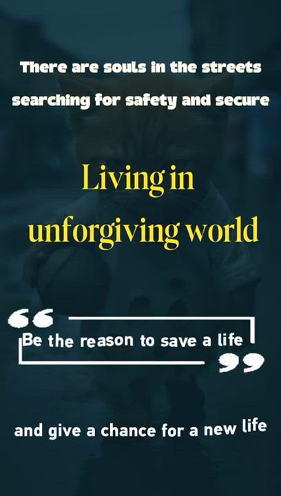 Enlarge Boo, a Adoptable Domestic Short Hair in Federalsburg, MD video 3/3