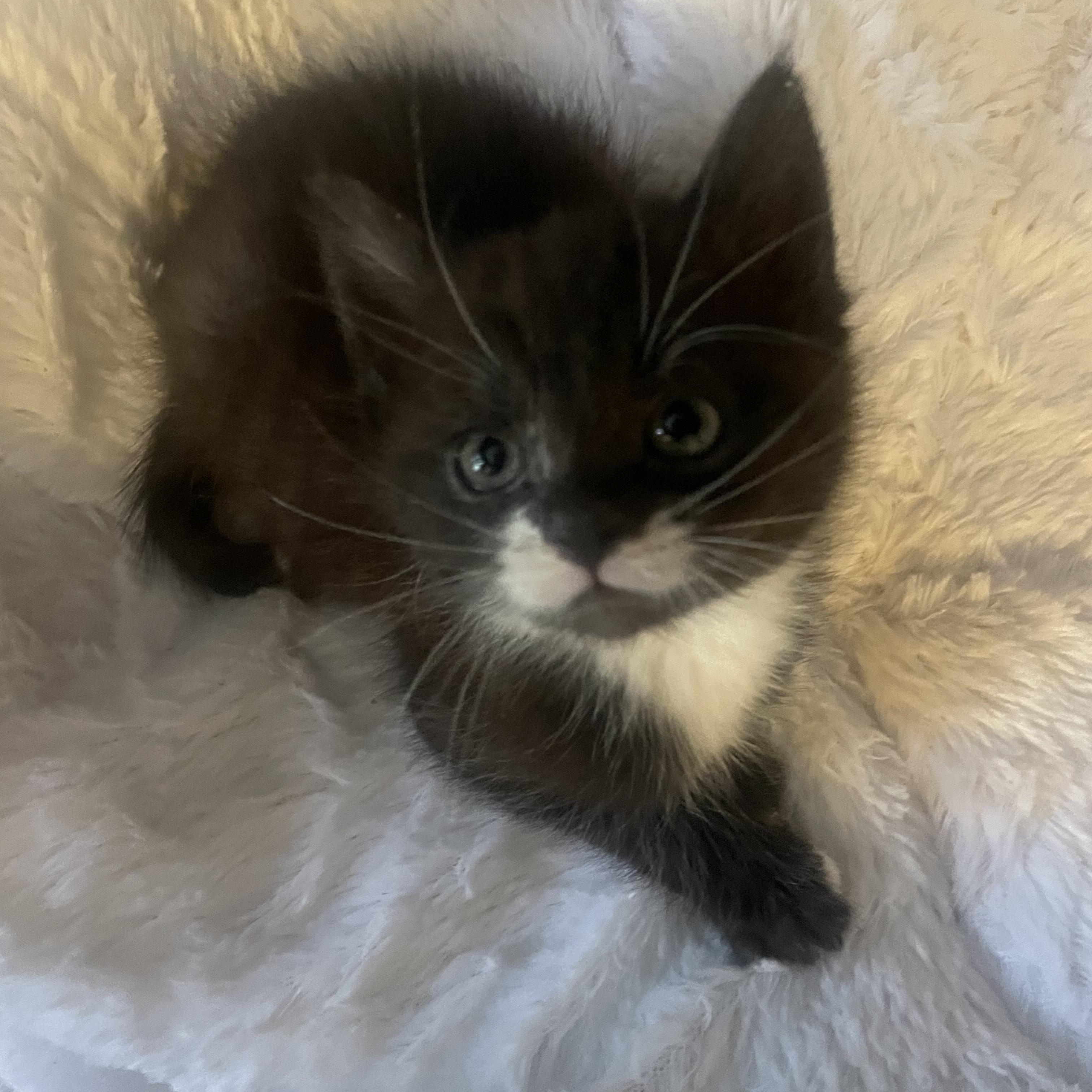 Felix, an adopted Tuxedo in Wadsworth, IL image 1/2