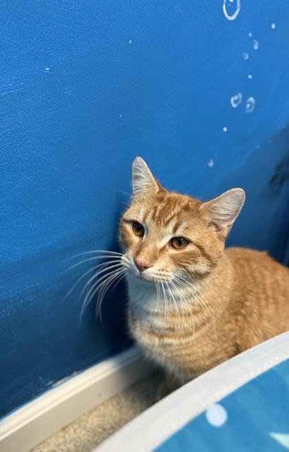 Linguine, Adoptable, Adult Male Domestic Short Hair & Domestic Short Hair.