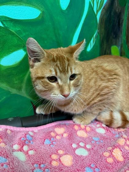 Linguine, Adoptable, Adult Male Domestic Short Hair & Domestic Short Hair.