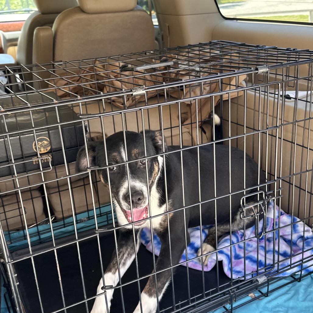 Callie, Adoptable, Young Female Labrador Retriever & Mixed Breed.