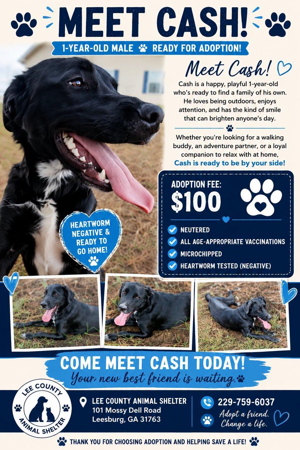 Cash, Adoptable, Young Male German Shepherd Dog.