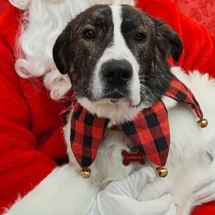 Jemma, a ADOPTABLE mixed breed in Scarborough, ON image 2/6