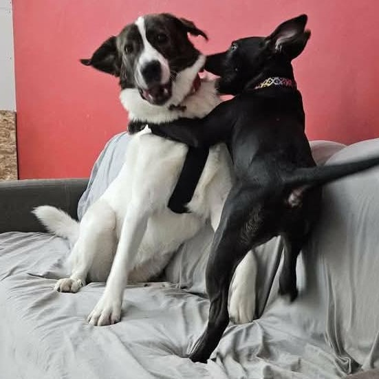 Jemma, a ADOPTABLE mixed breed in Scarborough, ON image 4/6