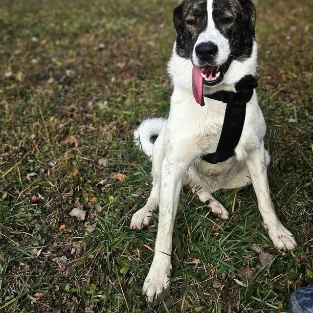 Jemma, a ADOPTABLE mixed breed in Scarborough, ON image 6/6