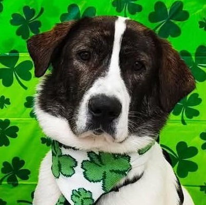 Jemma, a ADOPTABLE mixed breed in Scarborough, ON image 1/6