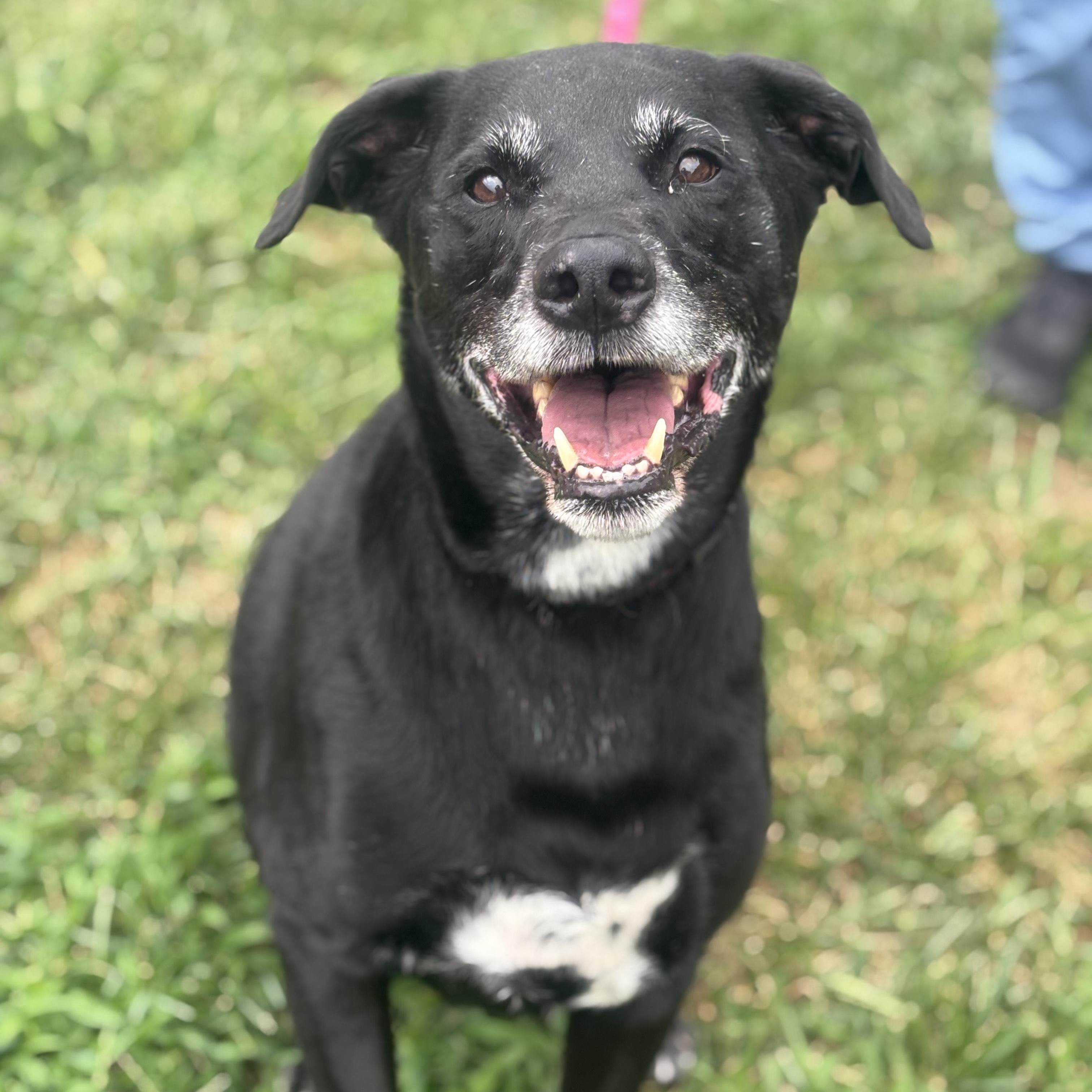 Jack, adopted, Senior Male Labrador Retriever.