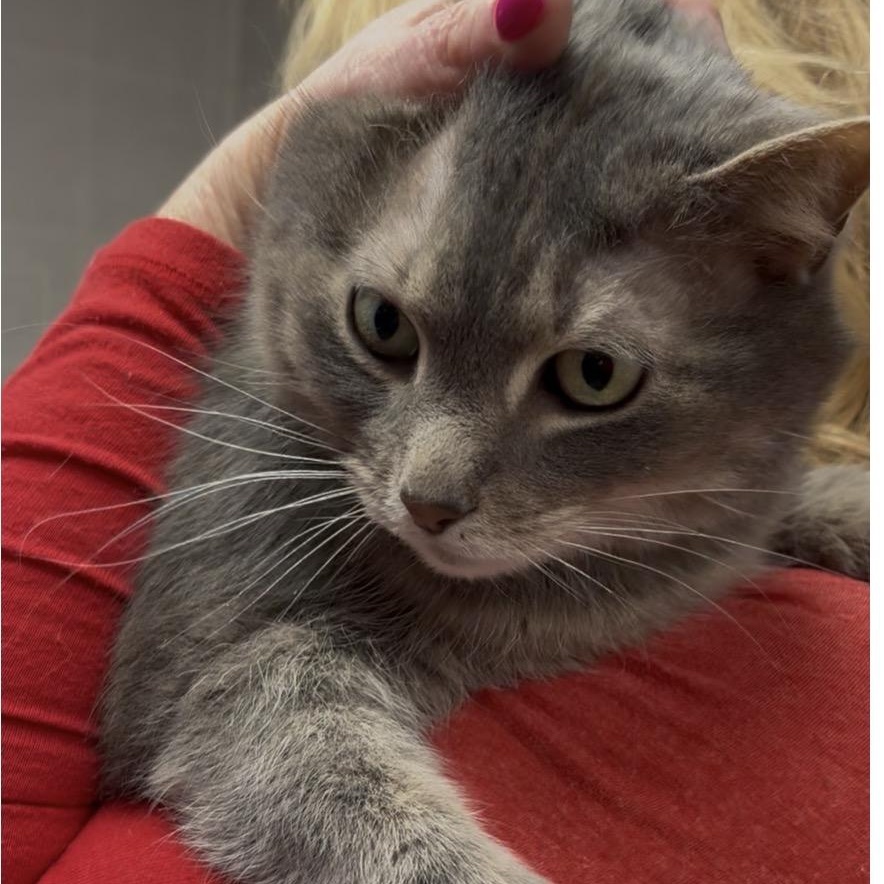 Claire , Adoptable, Adult Female Domestic Short Hair.