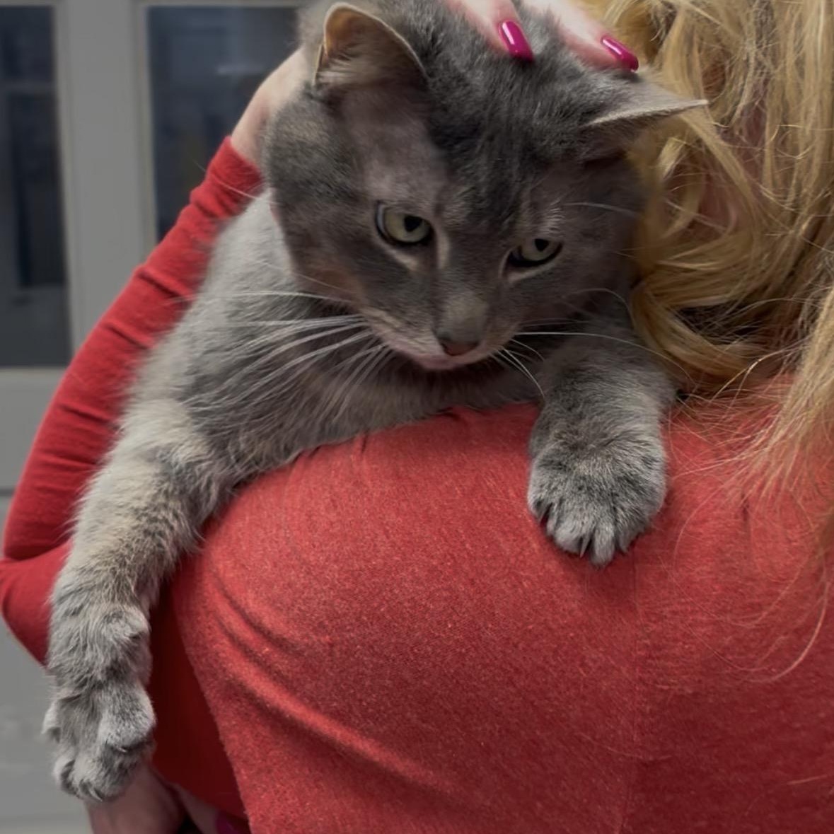 Enlarge Claire , a Adoptable Domestic Short Hair in North Kingstown, RI image 3/6